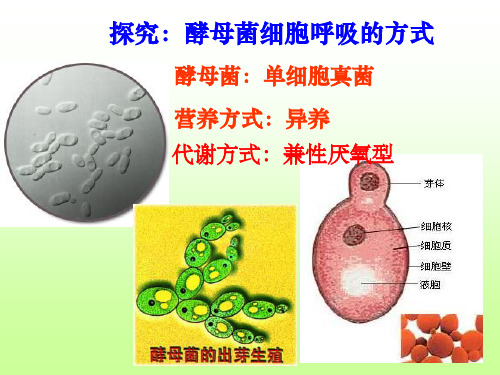 探究酵母菌的呼吸方式