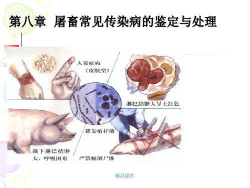 动物食品卫生第八章屠宰畜禽常见传染病的检验与处理