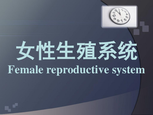 女性生殖系统  ppt课件