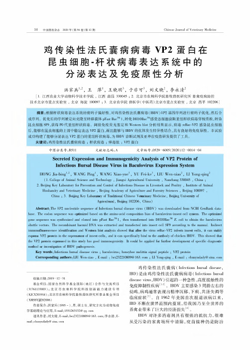 鸡传染性法氏囊病病毒VP2蛋白在昆虫细胞-杆状病毒表达系统中的分泌表达及免疫原性分析