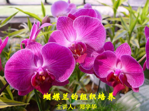 蝴蝶兰组培课件
