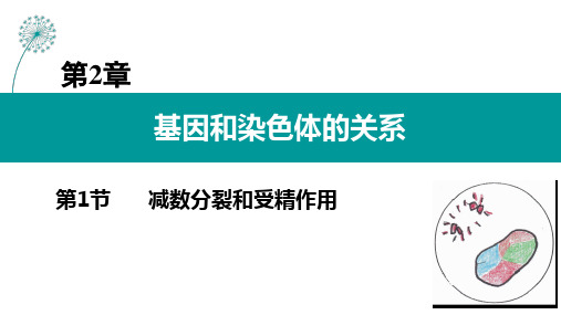 减数分裂和受精作用ppt课件