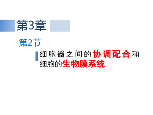 3.2 细胞器之间的协调配合和细胞的生物膜系统 课件 人教版高中生物必修一