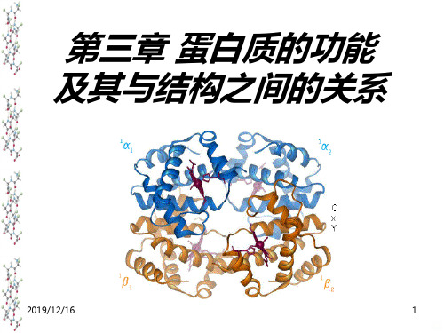 杨荣武生物化学三蛋白质的功能及其与结构之间的关系PPT课件