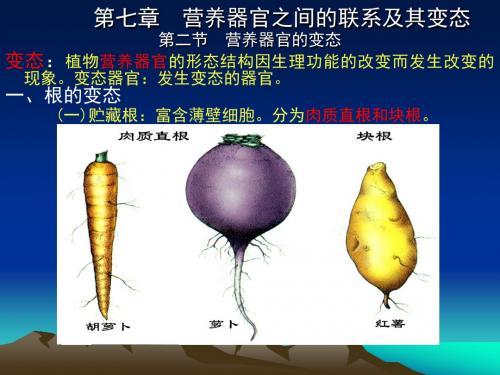 7第七章营养器官之间的联系及其变态