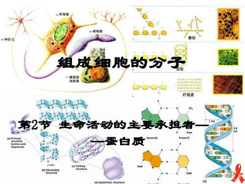 《蛋白质》PPT课件