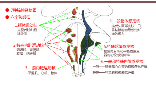 8.2.1脑干内脑神经核