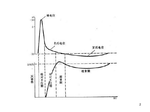 培优讲堂——神经电位测量与电流计指针偏转问题分析ppt课件