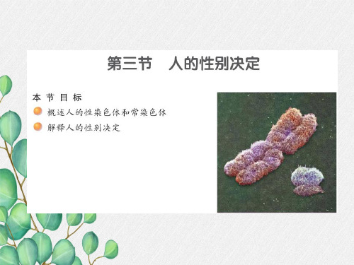 (新)苏教版生物八下《人的性别决定》公开课(课件)