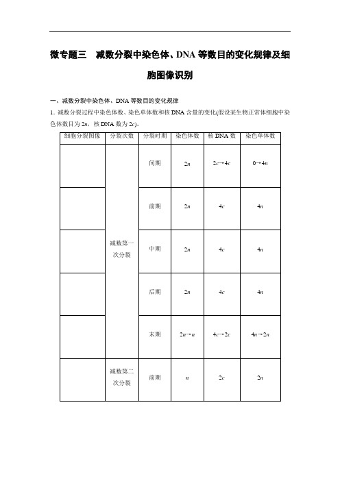 人教版必修二减数分裂中染色体、DNA等数目的变化规律及细胞图像识别教案