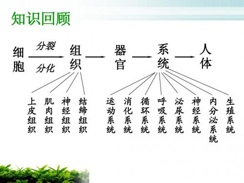 植物体的结构层次