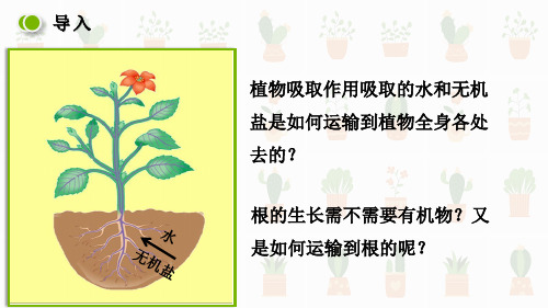 运输作用北师大版七年级上册生物