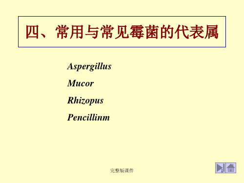 常见霉菌图片ppt课件