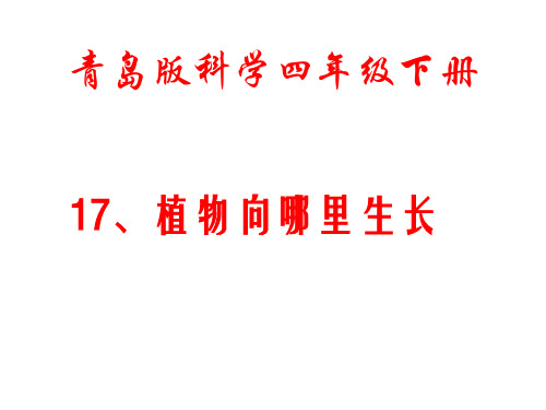 四年级下册科学课件     17.植物向哪里生长     青岛版(五年制)