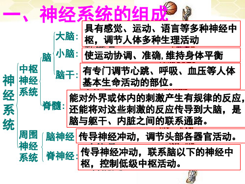 七年级生物下册_神经系统的组成课件__人教新课标版