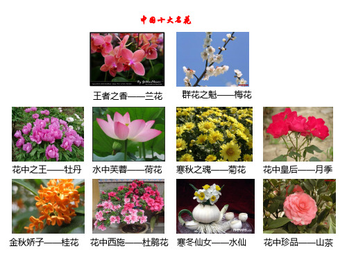 水仙花的雕刻