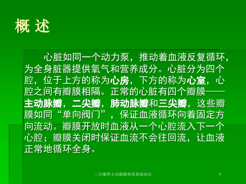 二尖瓣和主动脉瓣病变基础知识培训课件