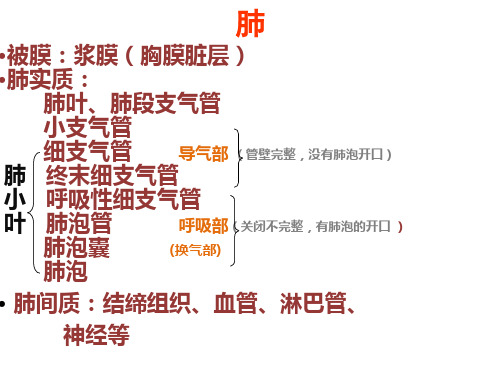 组胚--肺