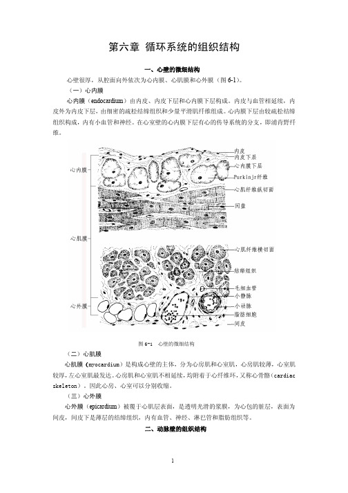 人体主要器官的微细结构补充材料-医学影像技术