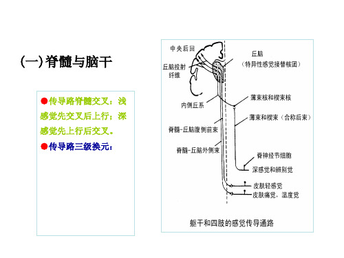 感觉传导通路概述