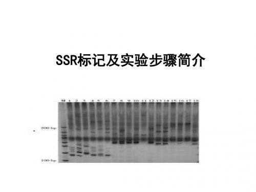 ssr分子标记实验步骤详解