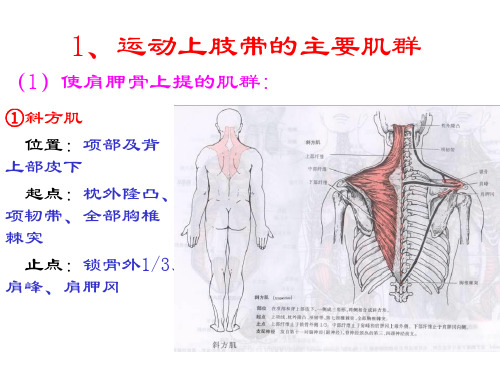 运动解剖-运动上肢带的主要肌群汇总