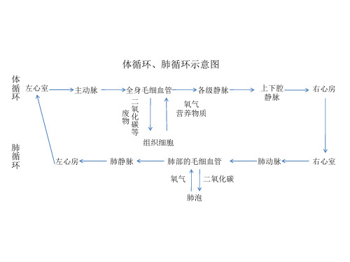 体循环、肺循环示意图