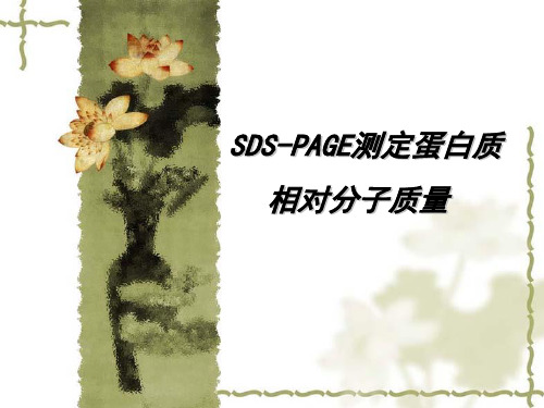 SDS-PAGE测定蛋白质相对分子质量