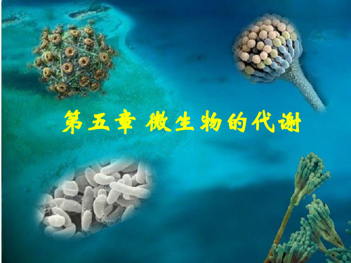 微生物学：第五章 微生物的代谢