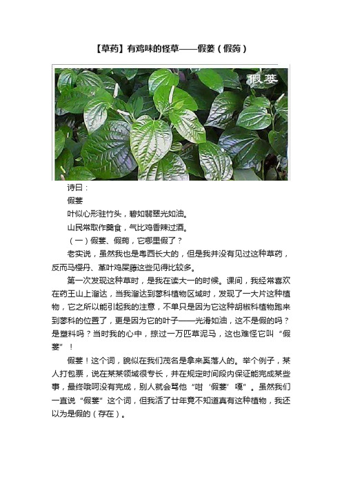 【草药】有鸡味的怪草——假蒌（假蒟）