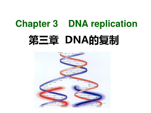 Chapter3 DNA复制