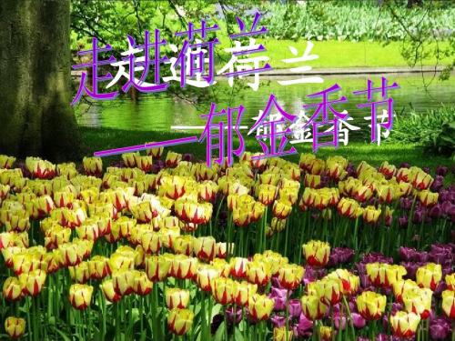 节庆活动——郁金香节