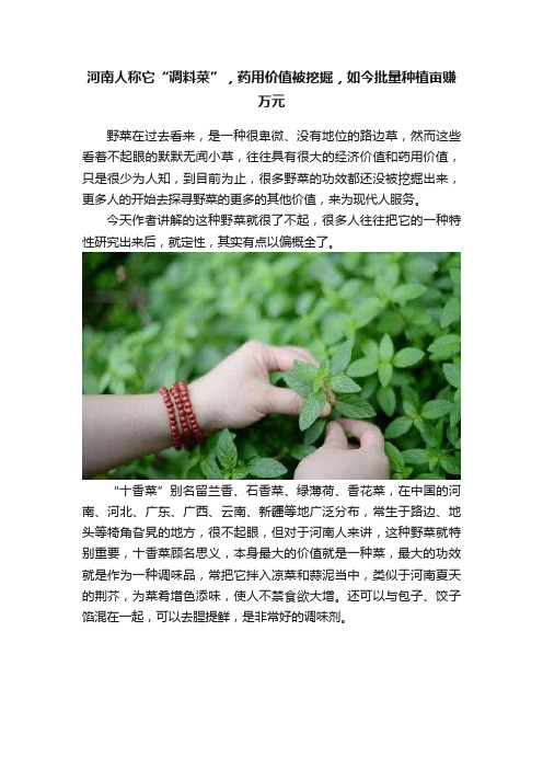 河南人称它“调料菜”，药用价值被挖掘，如今批量种植亩赚万元