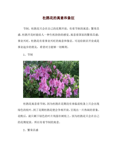 杜鹃花的寓意和象征