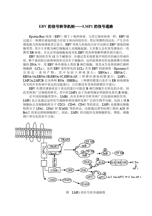 EBV的信号转导机制