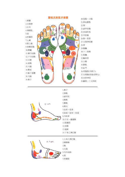 脚底反射区示意图
