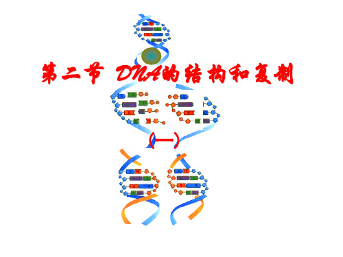 第二节DNA的结构和DNA的复制知识课件知识讲稿