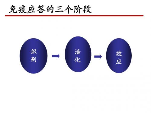 分子免疫学-T细胞免疫应答机制 2014硕士