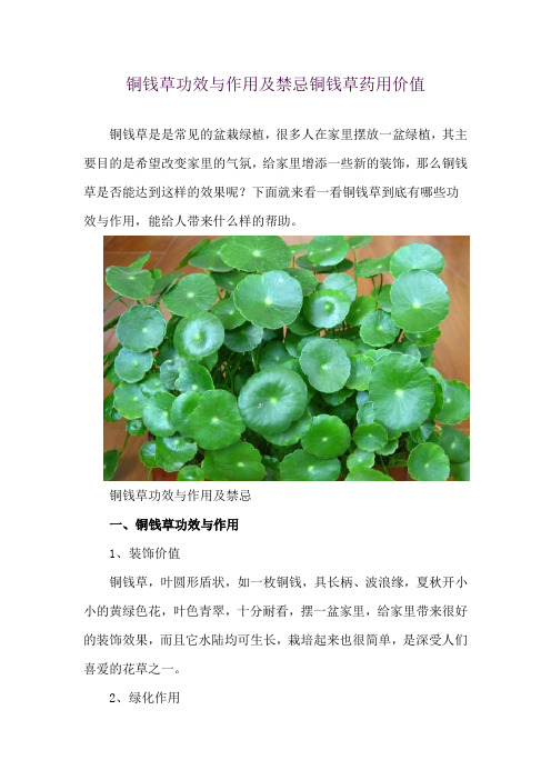 铜钱草功效与作用及禁忌 铜钱草药用价值