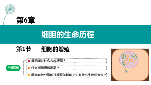 (人教版2019必修第一册)高一生物同步练习 6.1 细胞的增殖 第一课时 教学课件