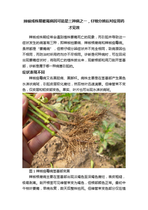 辣椒成株期萎蔫病因可能是三种病之一，仔细分辨后对症用药才见效