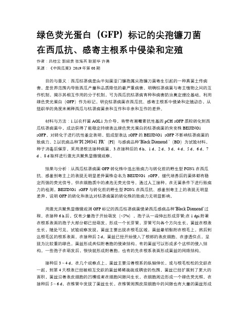 绿色荧光蛋白（GFP）标记的尖孢镰刀菌  在西瓜抗、感寄主根系中侵染和定殖