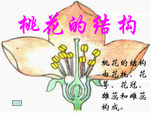 七年级科学桃花的结构(中学课件201911)