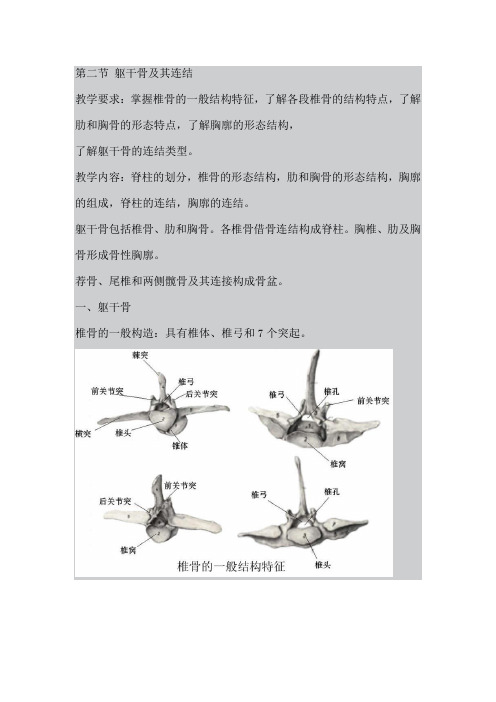 最新整理、吉林动物解剖学教案：第一章骨与骨连结02(农林类)畜牧兽医)