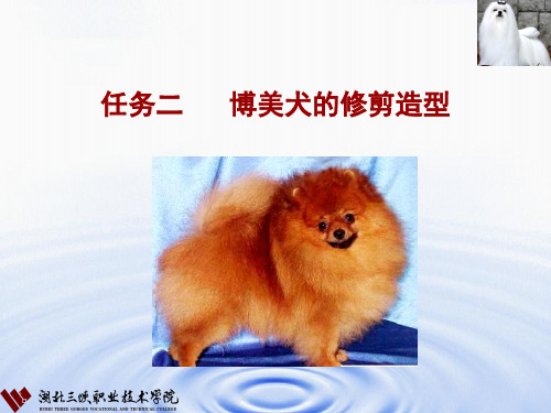 宠物美容与护理2博美犬