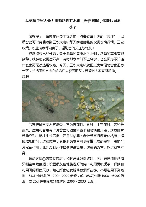 瓜菜病虫害大全！用药防治并不难！看图对照，你能认识多少？