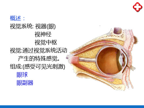 视器(人体解剖学)