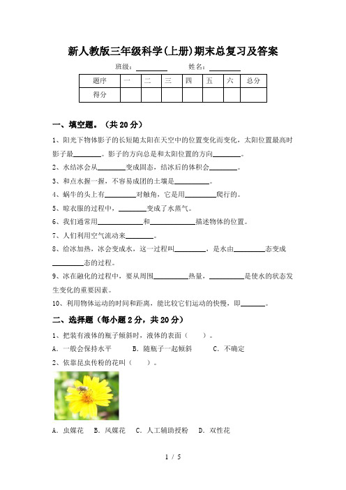 新人教版三年级科学(上册)期末总复习及答案