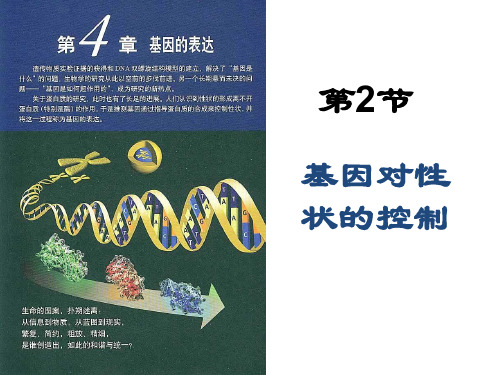 人教版高二生物必修二4.2-基因对性状的控制课件(34张PPT)