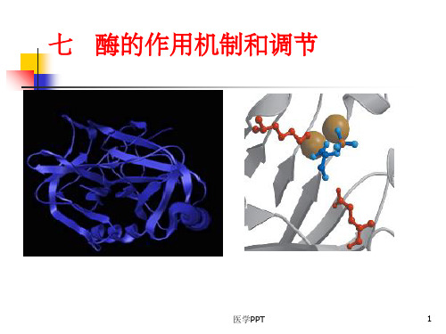 《酶作用机制》PPT课件